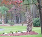 [A Picture Will Appear Here]